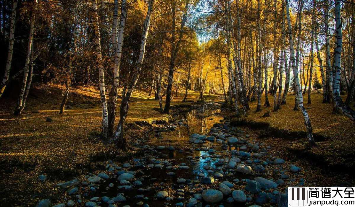 白桦林钢琴谱_朴树_我来了等着我在那片白桦林