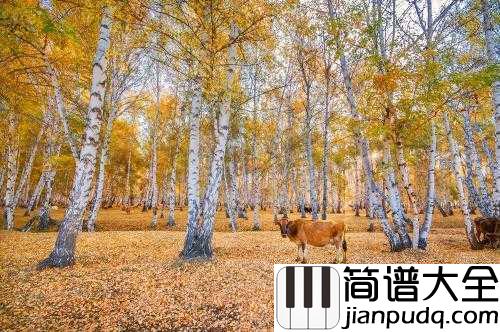 白桦林钢琴谱_朴树_我来了等着我在那片白桦林