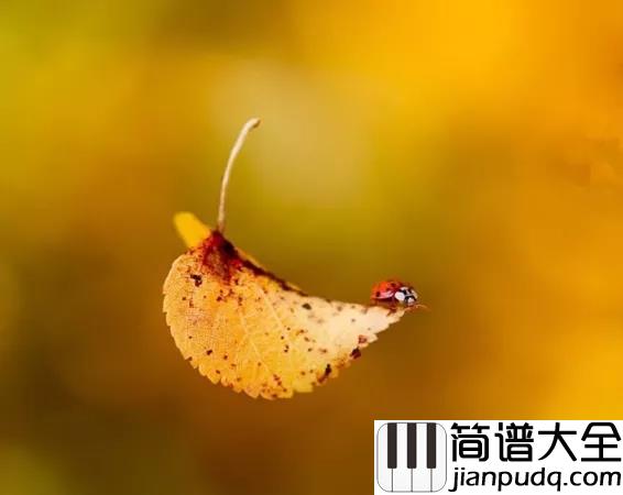 秋天不回来钢琴谱_王强_就让秋风带走我的思念