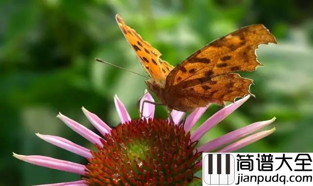 枯叶蝶钢琴谱_许艺娜_枯叶蝶一直没有保护色