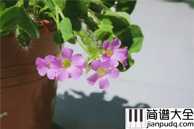 七月上钢琴谱_Jam_嘿我在走向你,走向你的七月