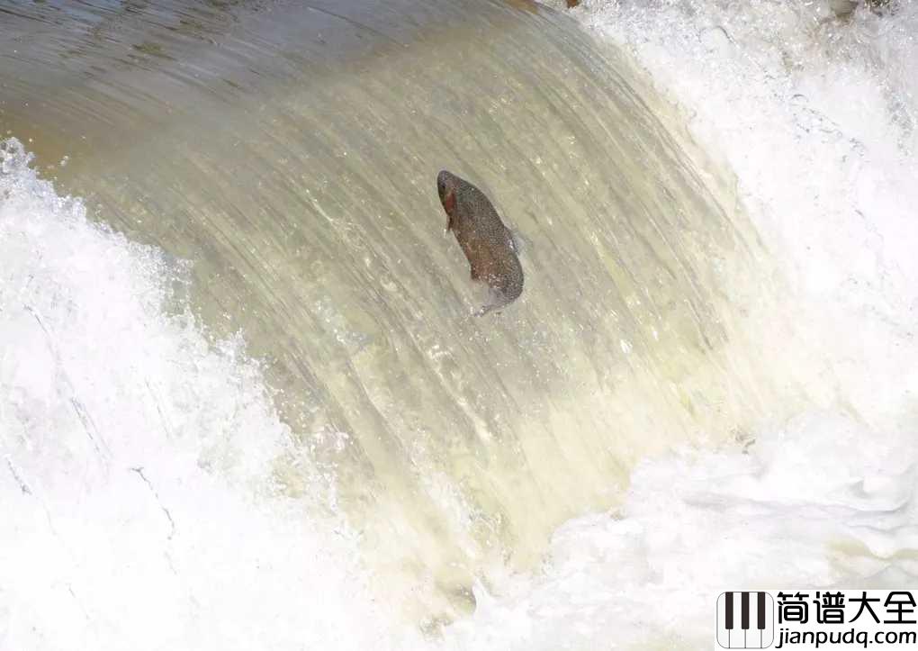 d大调卡农钢琴谱_帕赫贝尔_抵死缠绵的曲式