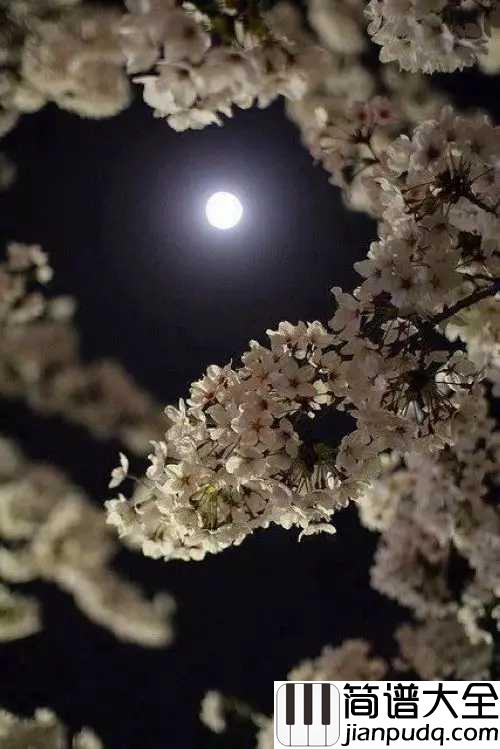 但愿人长久钢琴谱_王菲|声音太好听,听一遍就会爱上循环