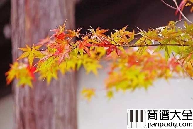 秋日私语钢琴谱_理查德.克莱德曼秋天里的童话,秋天里的温馨烂漫...