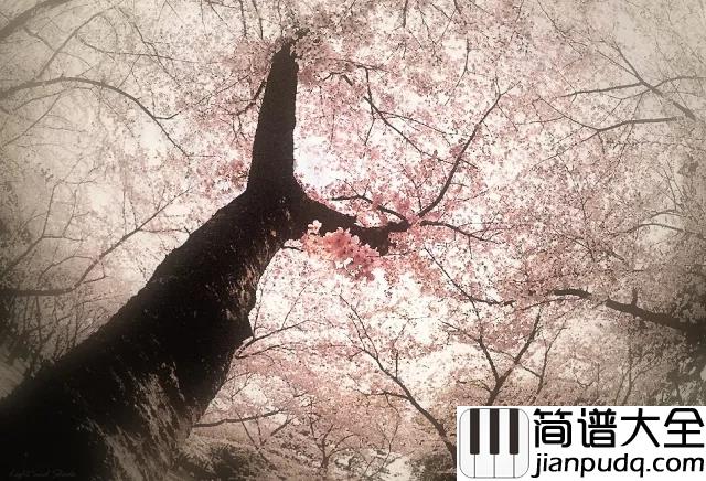 Sakura_Tears_樱花泪钢琴谱_花开陌上新雨后,一壶清音煮青愁
